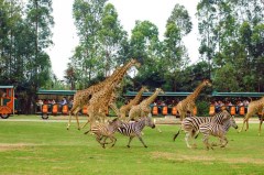 長隆野生動物世界.jpg