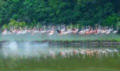長隆飛鳥樂園.jpg