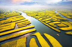 煙花三月下揚州+南京+無錫+興化雙飛5日游（飛常州）